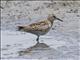 Sharp-tailed Sandpiper (Calidris acuminata)