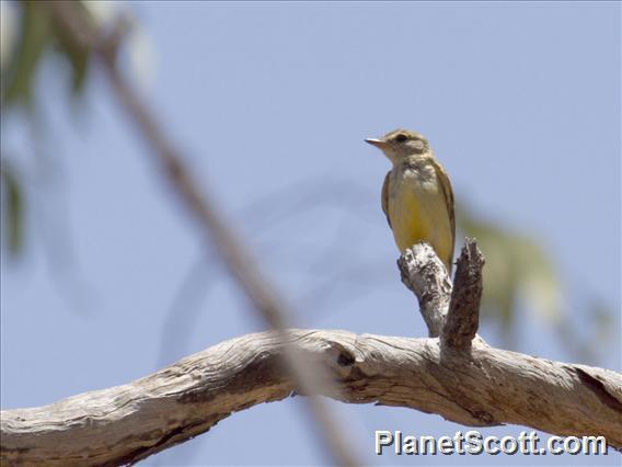 Lemon-bellied Flycatcher (Microeca flavigaster)