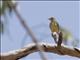 Lemon-bellied Flycatcher (Microeca flavigaster)