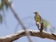 Lemon-bellied Flyrobin (Microeca flavigaster)