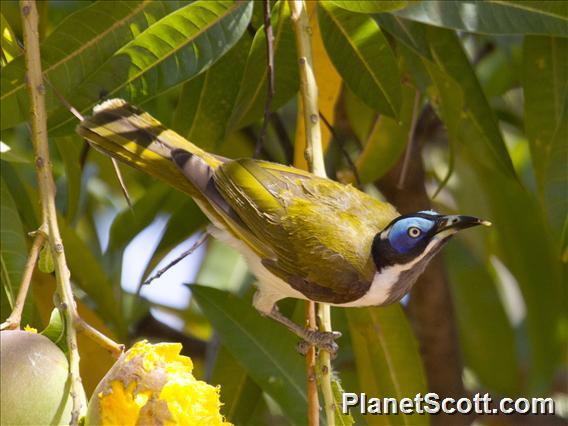 Blue-faced Honeyeater (Entomyzon cyanotis)