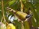 Blue-faced Honeyeater (Entomyzon cyanotis)