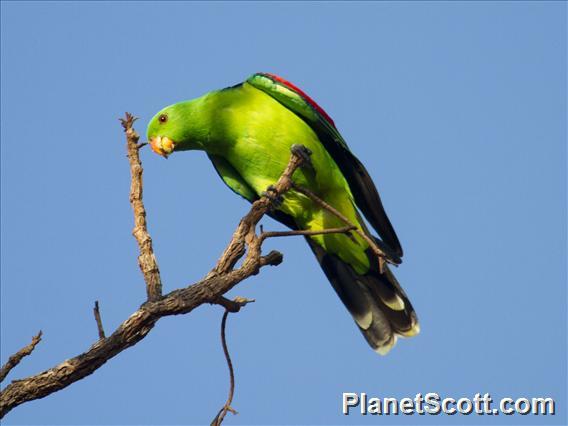 Red-winged Parrot (Aprosmictus erythropterus)