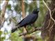 Torresian Crow (Corvus orru)