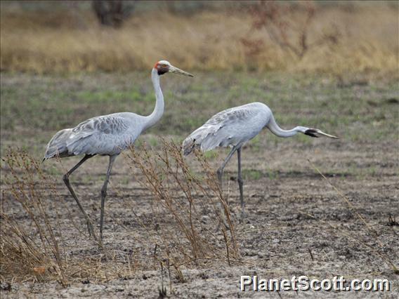 Brolga (Antigone rubicunda)