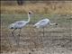 Brolga (Antigone rubicunda)