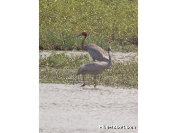 Sarus Crane (Antigone antigone)