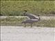 Sarus Crane (Antigone antigone)