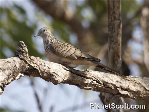 Peaceful Dove (Geopelia placida)