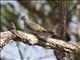 Peaceful Dove (Geopelia placida)