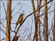 Rufous Whistler (Pachycephala rufiventris) - Female