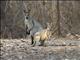 Agile Wallaby (Macropus agilis)