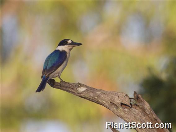 Forest Kingfisher (Todiramphus macleayii)