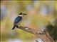 Forest Kingfisher (Todiramphus macleayii)