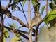 Brown Honeyeater (Lichmera indistincta)