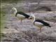 Radjah Shelduck (Tadorna radjah)