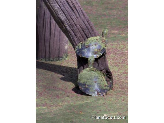 Krefft's Short-necked Turtle (Emydura maquerii)