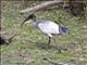 Australian Ibis (Threskiornis molucca)