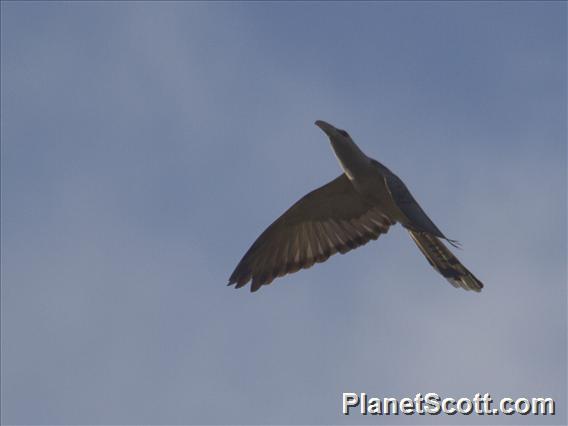 Channel-billed Cuckoo (Scythrops novaehollandiae)