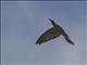 Channel-billed Cuckoo (Scythrops novaehollandiae)