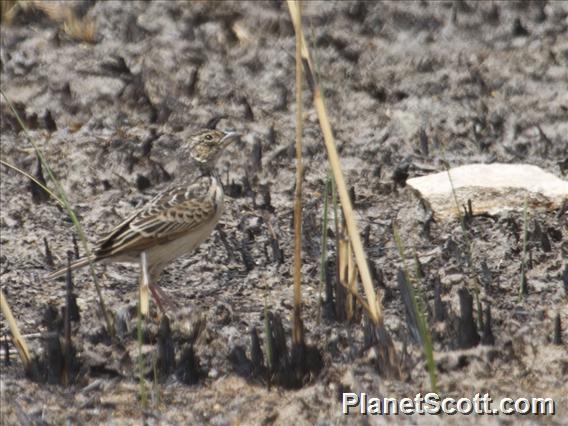 Australasian Bushlark (Mirafra javanica)