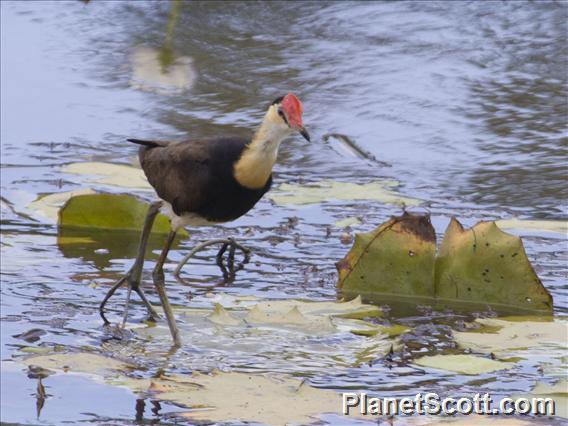 Comb-crested Jacana (Irediparra gallinacea)