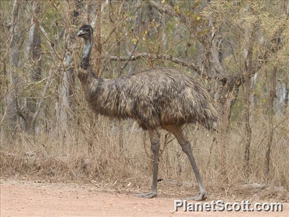 Emu (Dromaius novaehollandiae)