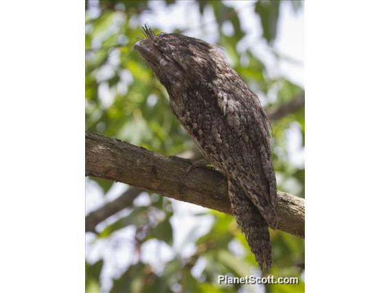 Tawny Frogmouth (Podargus strigoides)