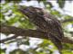 Tawny Frogmouth (Podargus strigoides)