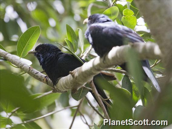 Pacific Koel (Eudynamys orientalis)