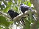 Pacific Koel (Eudynamys orientalis)