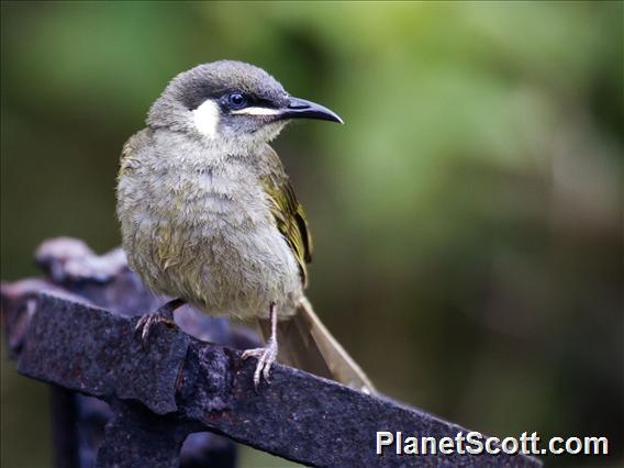 Lewin's Honeyeater (Meliphaga lewinii)