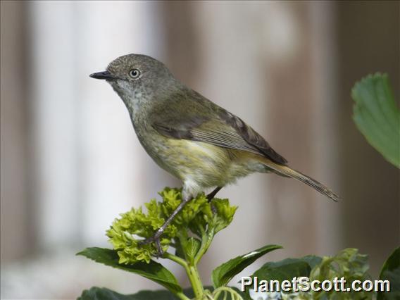 Mountain Thornbill (Acanthiza katherina)