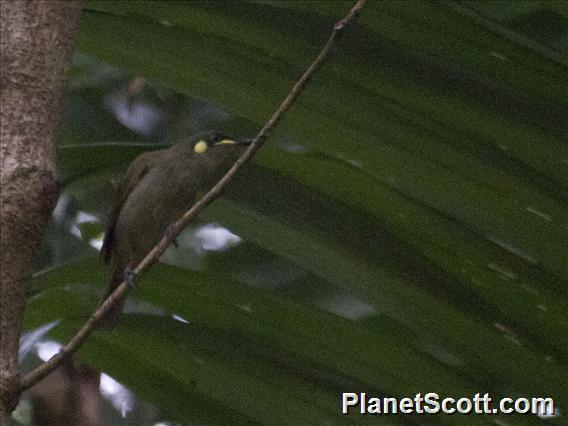 Cryptic Honeyeater (Meliphaga imitatrix)