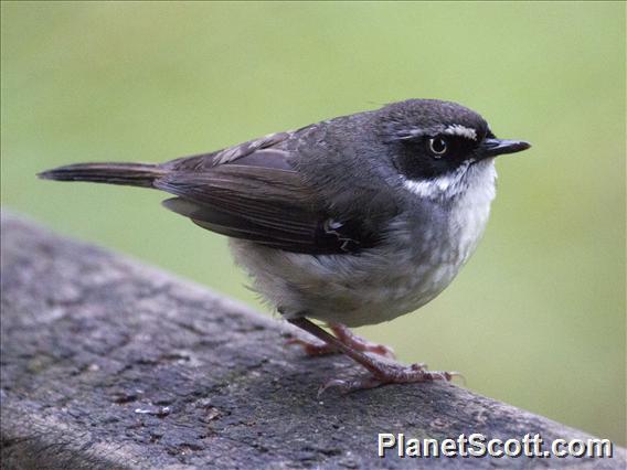 White-browed Scrubwren (Sericornis frontalis)