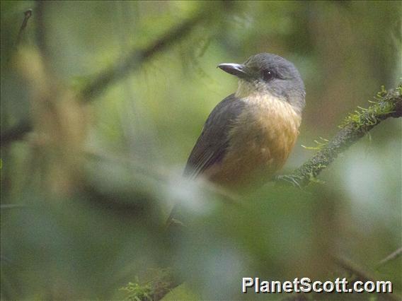 Bower's Shrike-thrush (Colluricincla boweri)