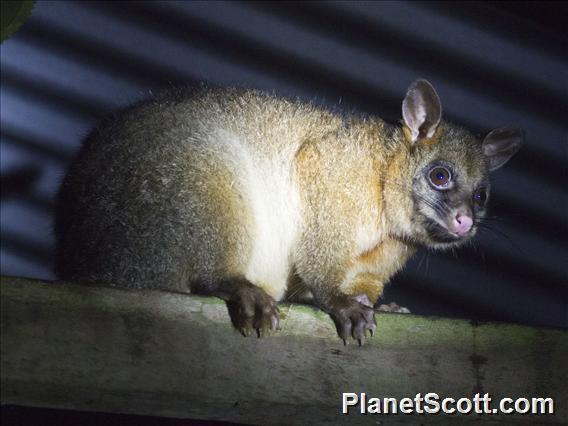 Common Brushtail Possum (Trichosurus vulpecula)