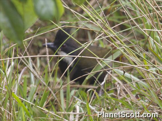 Eastern Whipbird (Psophodes olivaceus)