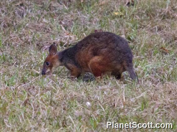 Red-legged Pademelon (Thylogale stigmatica)