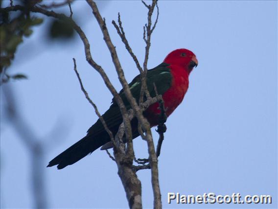 Australian King-Parrot (Alisterus scapularis)