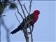 Australian King-Parrot (Alisterus scapularis)