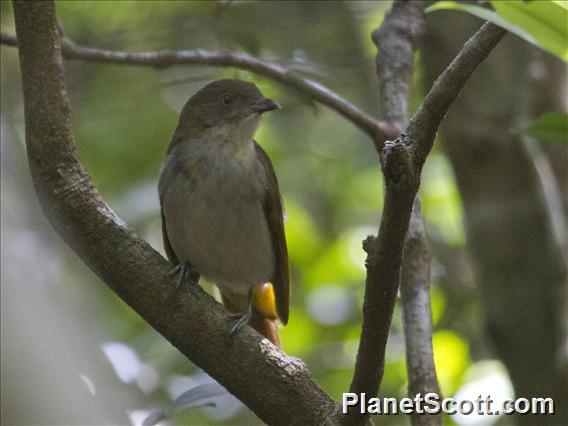 Golden Bowerbird (Prionodura newtoniana)