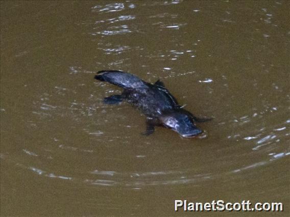 Platypus (Ornithorhynchus anatinus)