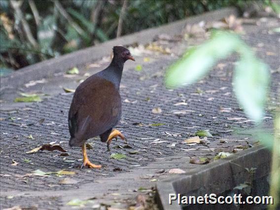 Orange-footed Megapode (Megapodius reinwardt)