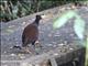 Orange-footed Scrubfowl (Megapodius reinwardt)