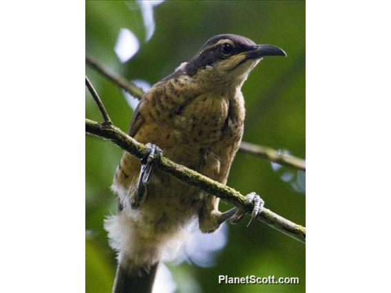 Victoria's Riflebird (Ptiloris victoriae)