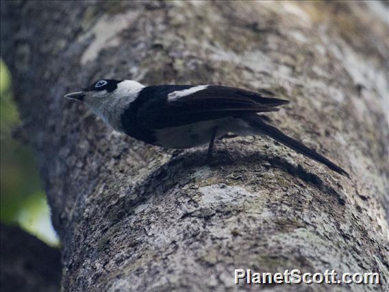 Pied Monarch (Arses kaupi)