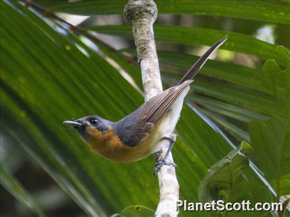 Australian Spectacled Monarch (Symposiachrus trivirgatus)