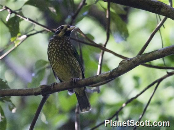 Spotted Catbird (Ailuroedus maculosus)