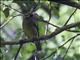 Spotted Catbird (Ailuroedus maculosus)